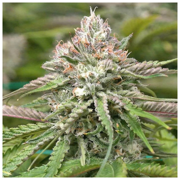 Peyote Cookies