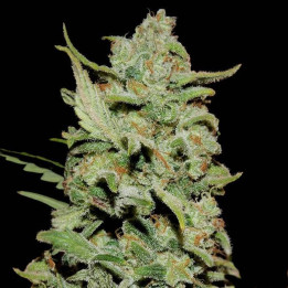 Peyote Critical