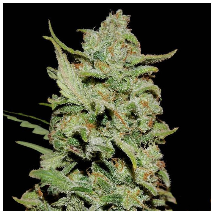 Peyote Critical