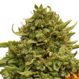 Pinnaple Chunk