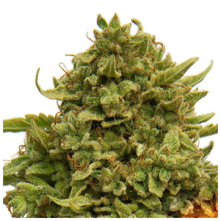 Pinnaple Chunk