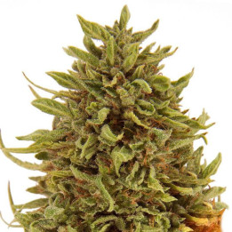 Pineapple Express Auto