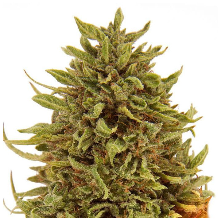 Pineapple Express Auto