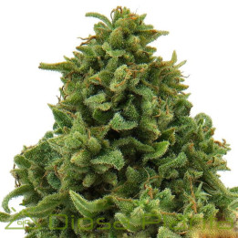 Sweet Tooth Auto