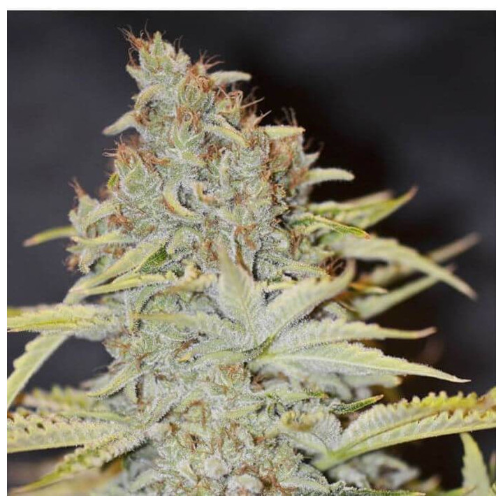 Furious Candy (Eva Seeds)