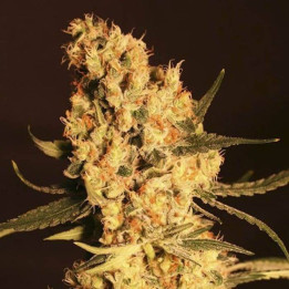 High Level (Eva Seeds)