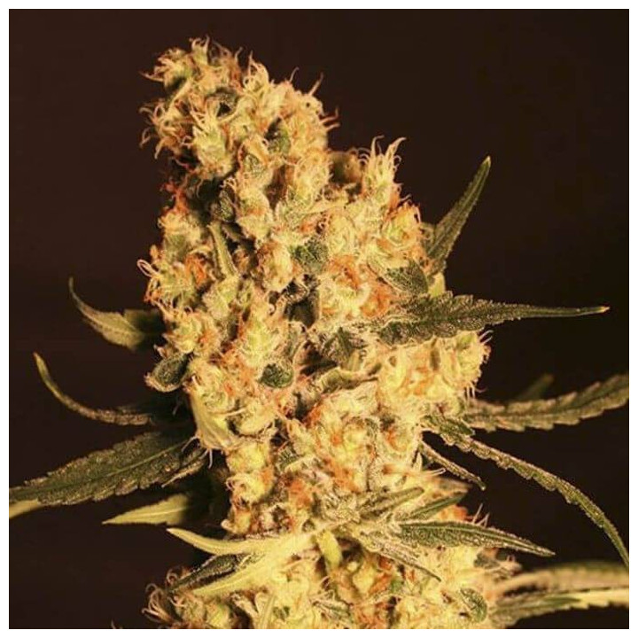 High Level (Eva Seeds)