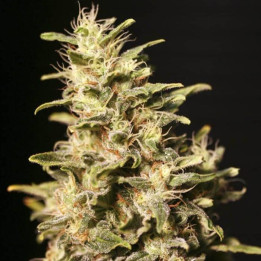 Missing (Eva Seeds)