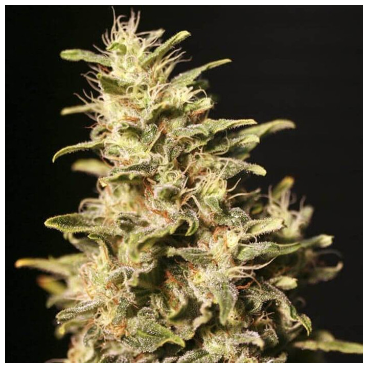 Missing (Eva Seeds)