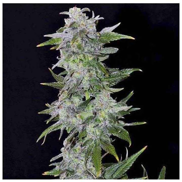 TNT Kush (Eva Seeds)