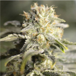 TNT Kush CBD (Eva Seeds)