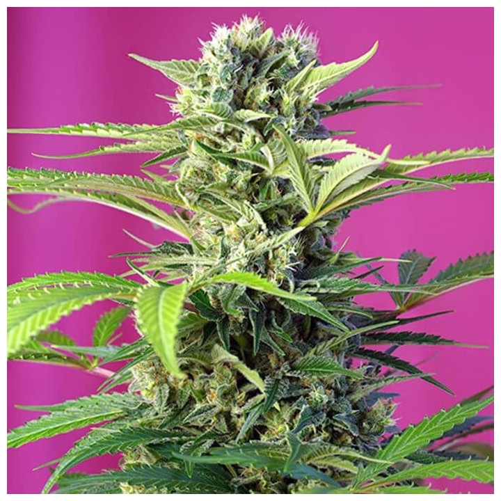 Chem Beyond Diesel CBD (Sweet Seeds)