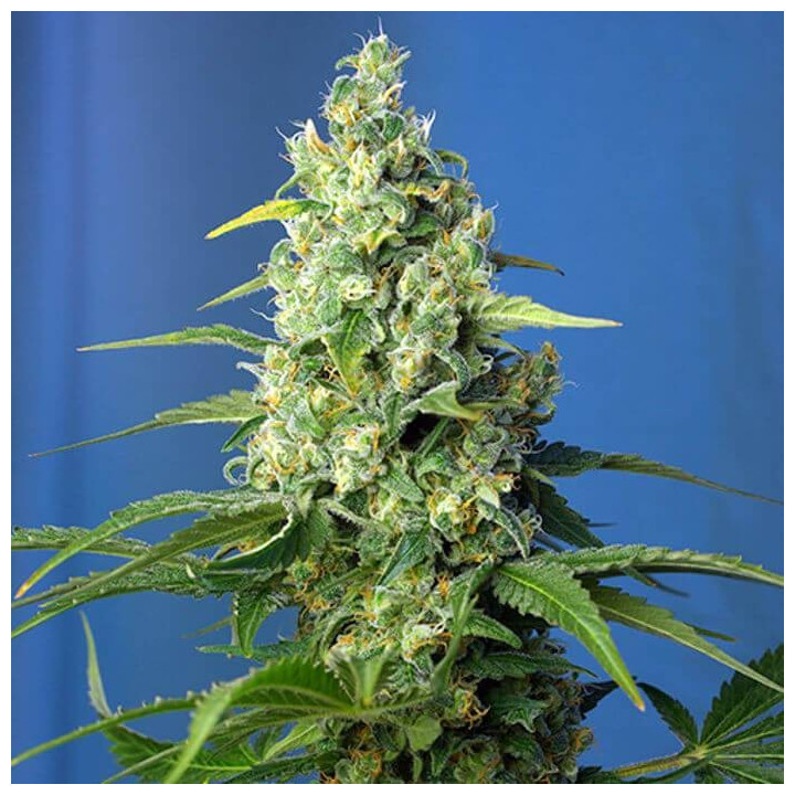 Honey Peach Auto CBD (Sweet Seeds)