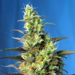 Ice Cool CBD (Sweet Seeds)