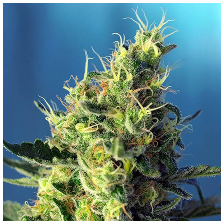 Sweet Pure CBD (Sweet Seeds)