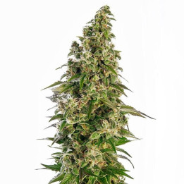 Afghani 1 Automatic  (Sensi Seeds)