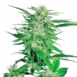 Big Bud