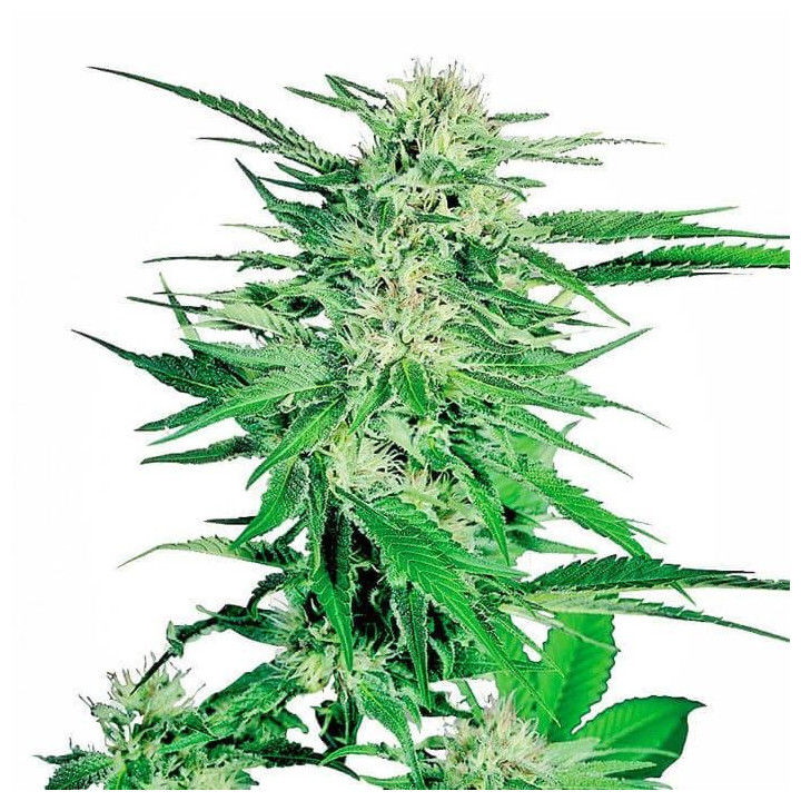 Big Bud