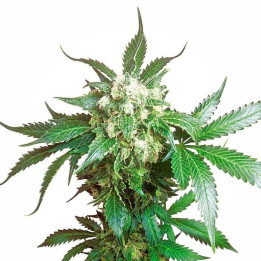 Black Domina (Sensi Seeds)