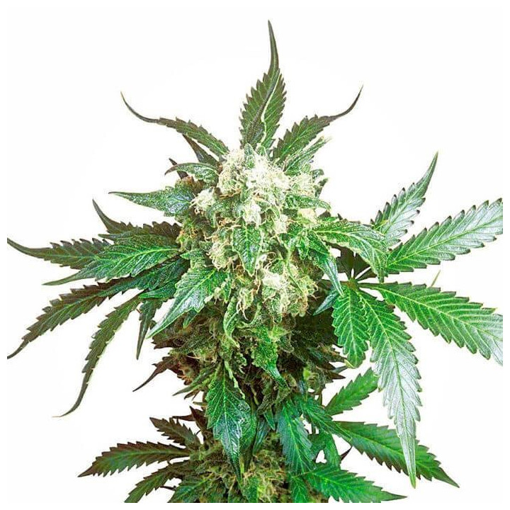 Black Domina (Sensi Seeds)