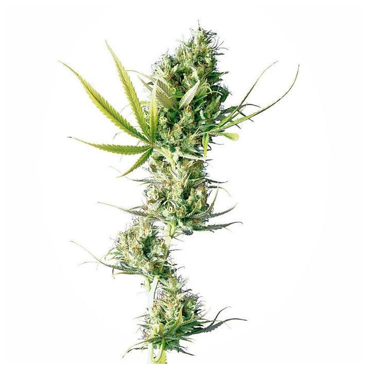 Durban (Sensi Seeds)