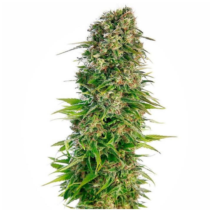 Hindu Kush Automatic (Sensi Seeds)