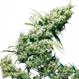 Jamaican Pearl Feminizada (Sensi Seeds)