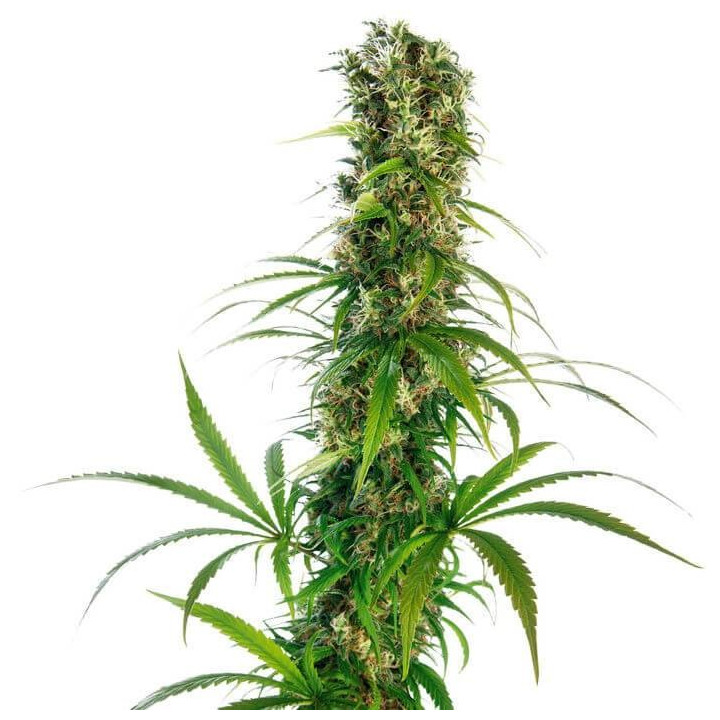 Michka LTD Feminizada (Sensi Seeds)