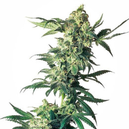 Nothern Light Feminizada (Sensi Seeds)
