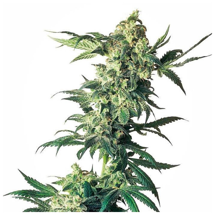Nothern Light Feminizada (Sensi Seeds)