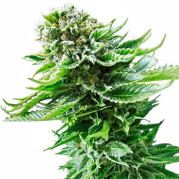 Nothern Light Automatic (Sensi Seeds)