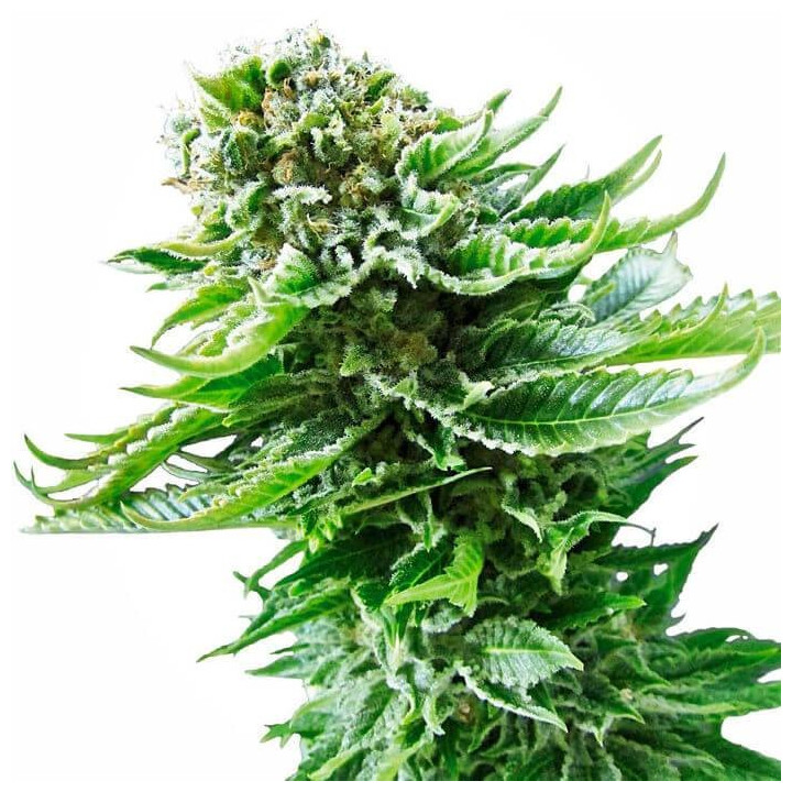 Nothern Light Automatic (Sensi Seeds)