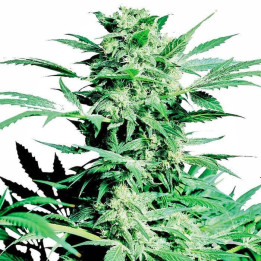 Shiva Skunk Feminizada (Sensi Seeds)