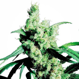 Silver Haze 9 (Sensi Seeds)