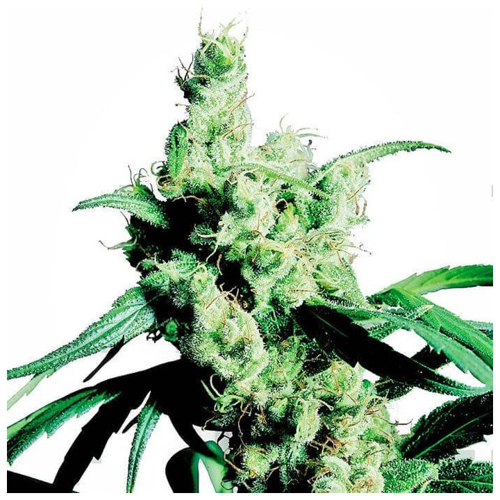 Silver Haze 9 (Sensi Seeds)