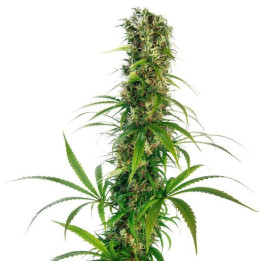 Mitchka LTD Regular (Sensi Seeds)