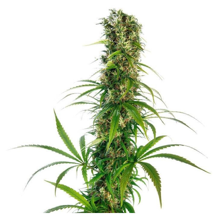 Mitchka LTD Regular (Sensi Seeds)