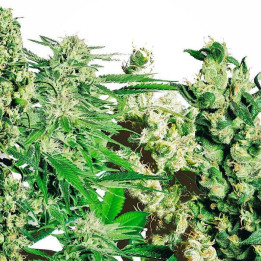 Mix 20 und feminizadas (Sensi Seeds)