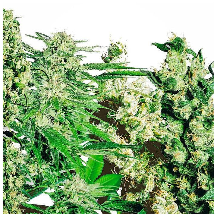 Mix 10 und feminizadas (Sensi Seeds)