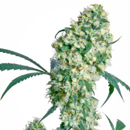 Ed Rosenthal Super Bud (Sensi Seeds)