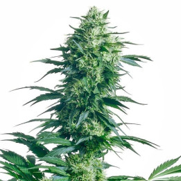 Mother´s Finest Regular (Sensi Seeds)