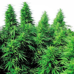 Ruderalis Skunk (Sensi Seeds)