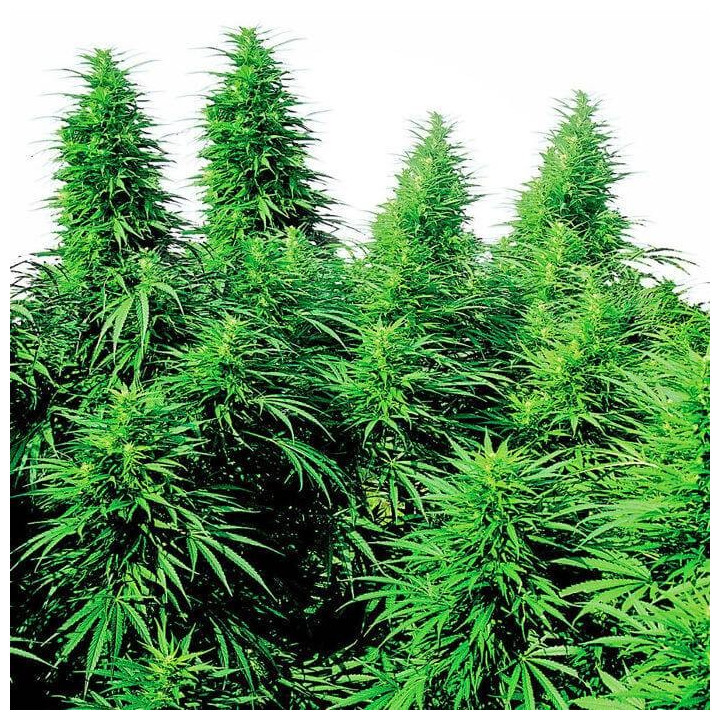 Ruderalis Skunk (Sensi Seeds)