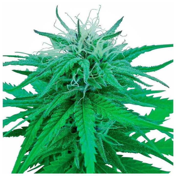 Ruderalis Índica Regular (Sensi Seeds)