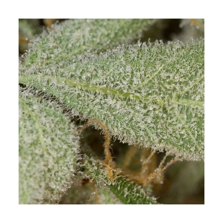 White Widow Auto (Dinafem)