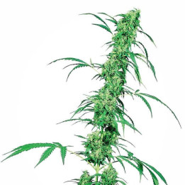 Fruity Juice Regular (Sensi Seeds)
