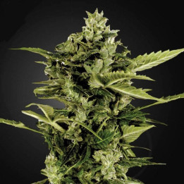 Auto Bomb (Green House)
