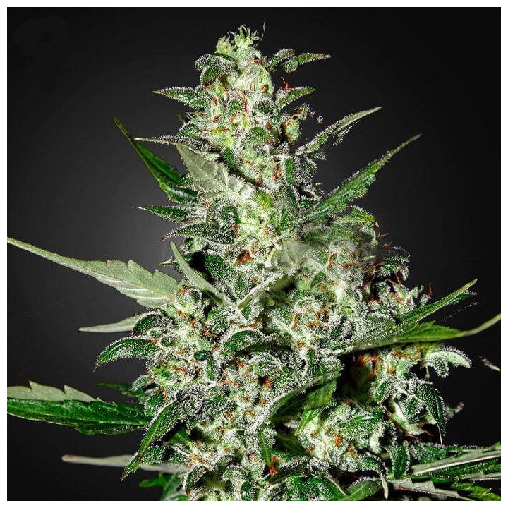 Super Critical Auto (Green House)