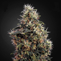 Sweet Mango Auto (Green House)