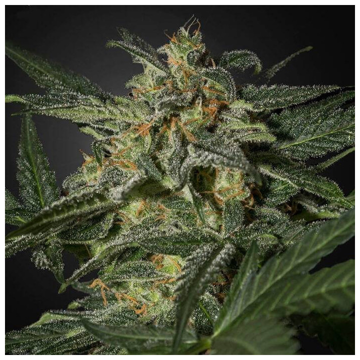 White Widow Auto (Green House)